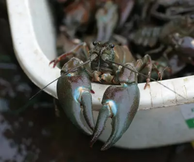 Crayfish Used to Deter Swimmers at Hampstead Heath Ponds