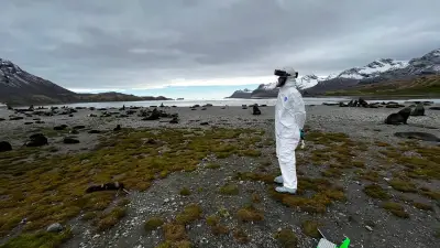 Deadly bird flu reaches Australia's shores, threatening unique wildlife
