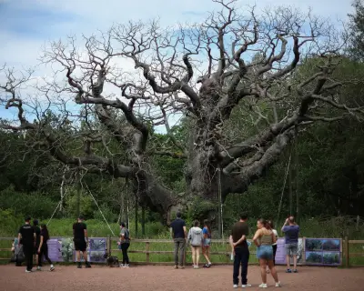 Death of Major Oak Should Spur Tree Protection, Says Professor