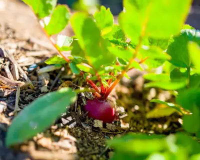 Direct Sow Vegetables in Summer for Faster Growth, Less Work