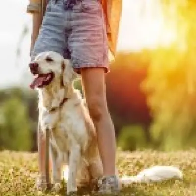 Dog owners warned: No walks when UK temperatures hit 30°C this heatwave