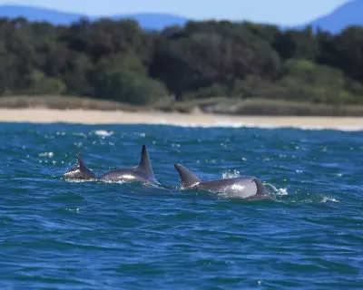 Dolphin Census in NSW Reveals Stable Population Numbers