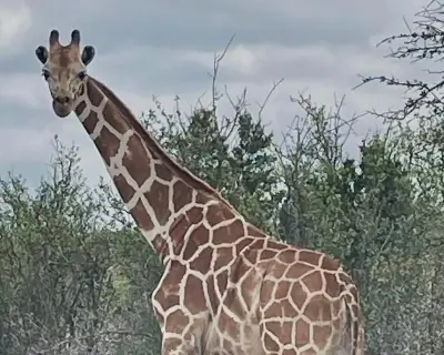 Gracie the Wandering Giraffe Found Safe in Texas After Nearly Two Weeks