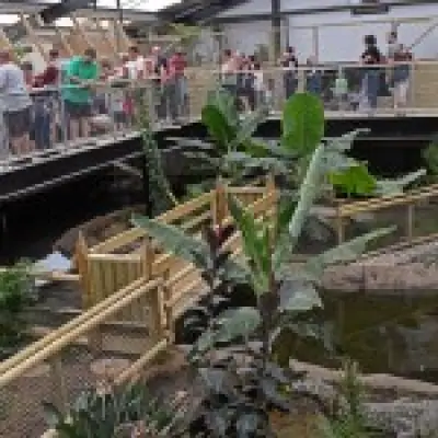 Hospital records of boy, 3, injured in crocodile attack accessed 40 times