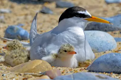 How Lindisfarne Reserve Helps Little Terns Survive Tourism