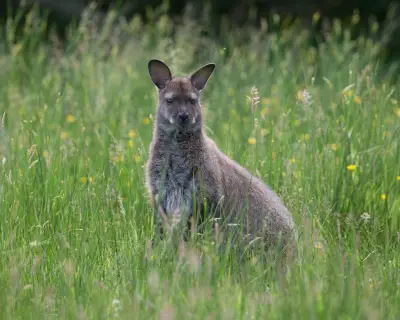Isle of Man's wallabies: beloved but problematic invasive species