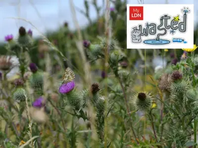 London butterfly sightings double as wildflower verges expand to 520k sq m