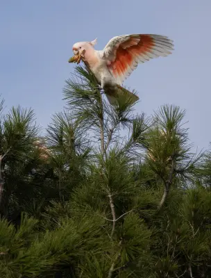 Pink Cockatoos Face Survival Threat After Back-to-Back Bushfires