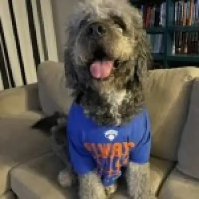 Police shoot dog in Knicks jersey dead after woman's screams heard during celebrations