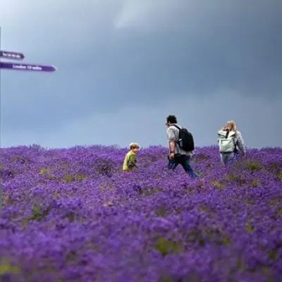 Quirky Lavender Farm Near London Hailed as 'Dream Trip' by Visitors