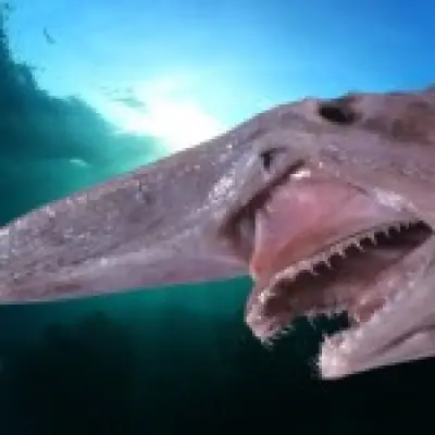 Rare Goblin Shark Spotted Alive in Its Natural Habitat for First Time