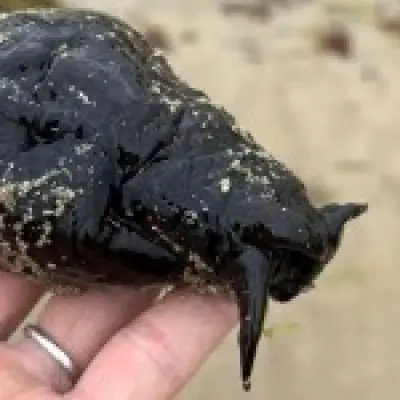 Rare sea slug found on UK beach baffles experts