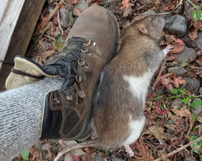 Rat sighting in New Zealand triggers urgent 'ghostbusters' response