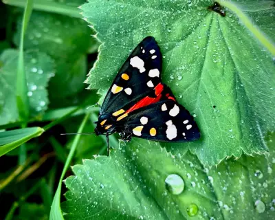 Scarlet tiger moth: a bohemian David Hockney-esque insect on the wing in Shropshire