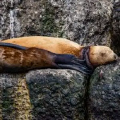 Sea lion rescued from plastic ring cutting into its neck in dramatic operation