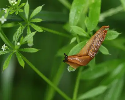 Slug Sleuth: AI Tool Helps Farmers Predict Pests, Cut Pesticide Use
