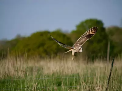 Somerset Rewilding Farm Sees Bird Species Surge from 67 to 94 in Three Years