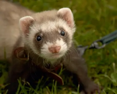 Therapy ferrets used to kill rats at UK's largest children's prison spark welfare concerns