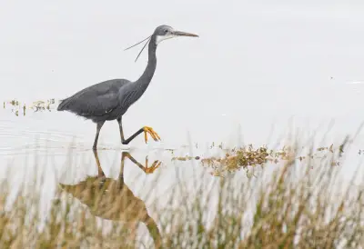 Tropical Heron Spotted in UK for First Time as Climate Brings Exotic Birds