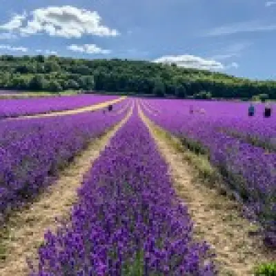 UK's largest lavender farm opens for summer visitors in Kent