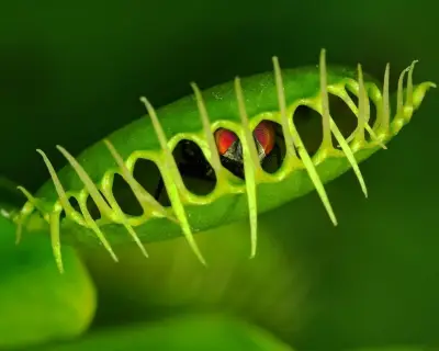 Venus Flytrap's Rapid Snap Explained by Cell Softening Mechanism