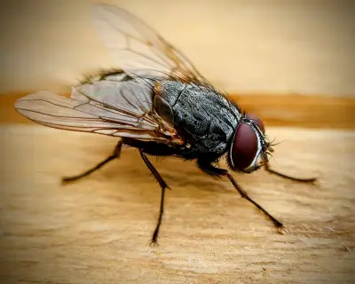 Why I'm learning to love houseflies, despite their filth and buzz