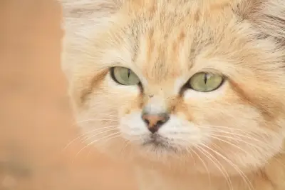 YouTube video proves sand cats exist in Libya, study confirms