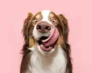 11 Guardian Readers Reveal the Weirdest Things Their Dogs Have Eaten