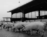 1951 Country Diary: Animals Left to Wither Outside Inadequate Slaughterhouses