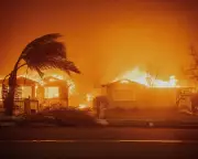 2025 Wildfires Devastated Wealthy Regions Despite Global Burn Area Drop