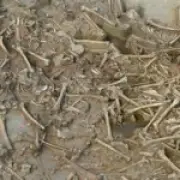 7,000-Year-Old Headless Skeletons Found in Slovakia 'Zombie' Burials