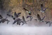 Alabama HOA's Plan to Gas Geese Sparks Protests and Petitions