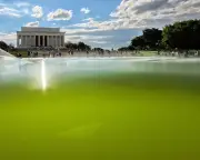 Algae Thwarts Trump's $14.2m Bid for 'American Flag Blue' Reflecting Pool
