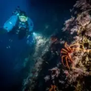 Antarctic Sea Squirt Could Hold Key to Curing Melanoma Skin Cancer