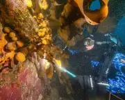 Antarctic sea squirt toxins show promise for melanoma treatment