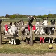 Arsenal Donates Old Socks to Donkey Sanctuary for Animal Care