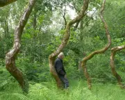Ash Dome: David Nash's living sculpture faces death, but rebirth looms