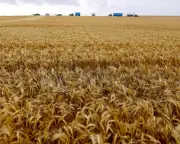 Australia Continues Paraquat Herbicide Use Despite Ban Calls