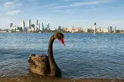 Australian native species at 'very high risk' from H5N1 bird flu: federal analysis