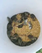 Australia's mouse plague: Farmers lose millions as rodents overrun grain belt