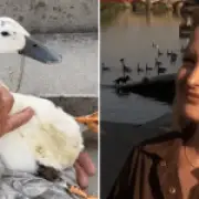 BBC viewers slammed after duck attacked by dog on live TV