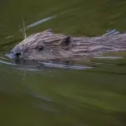 Beavers save London Tube station from flooding with dam-building skills