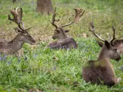 Bedfords Park: East London's underrated woodland haven with deer and walled garden