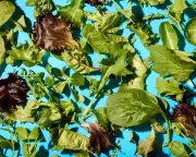 Best Supermarket Salad Bags Tasted and Rated: G's Organic Wins