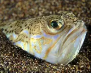 Beware of Toxic Weever Fish on the Beach: A Historical Warning