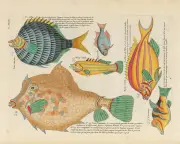 Biodiversity Heritage Library: 64M Pages of Natural History at Risk