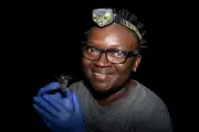 Biologist Iroro Tanshi rediscovered the short-tailed roundleaf bat in Nigeria