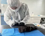 Bird Flu Confirmed in South Australia as Third Case of Deadly H5N1 Detected