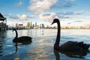 Bird flu threatens 150 Australian native species with extinction