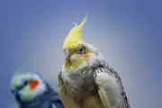 Bird Masturbation Is Natural and Not Harmful, Experts Say